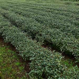 Tea bushes in Tung Ting Mountain, Lugu County, Taiwan