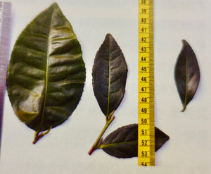 BIG vs. SMALL-LEAF Tea Plant Varieties